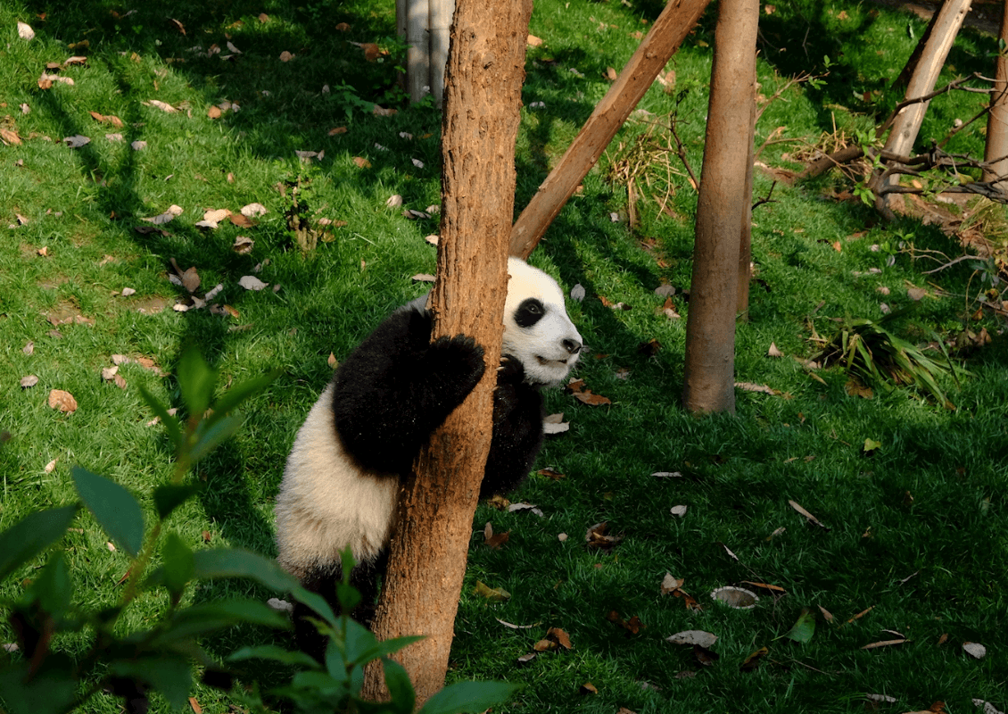 14-Day China: Panda Volunteering, Chengdu, Beijing & Xi'An image