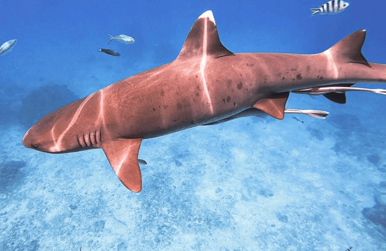 Short & Shark Mini Adventure Package image