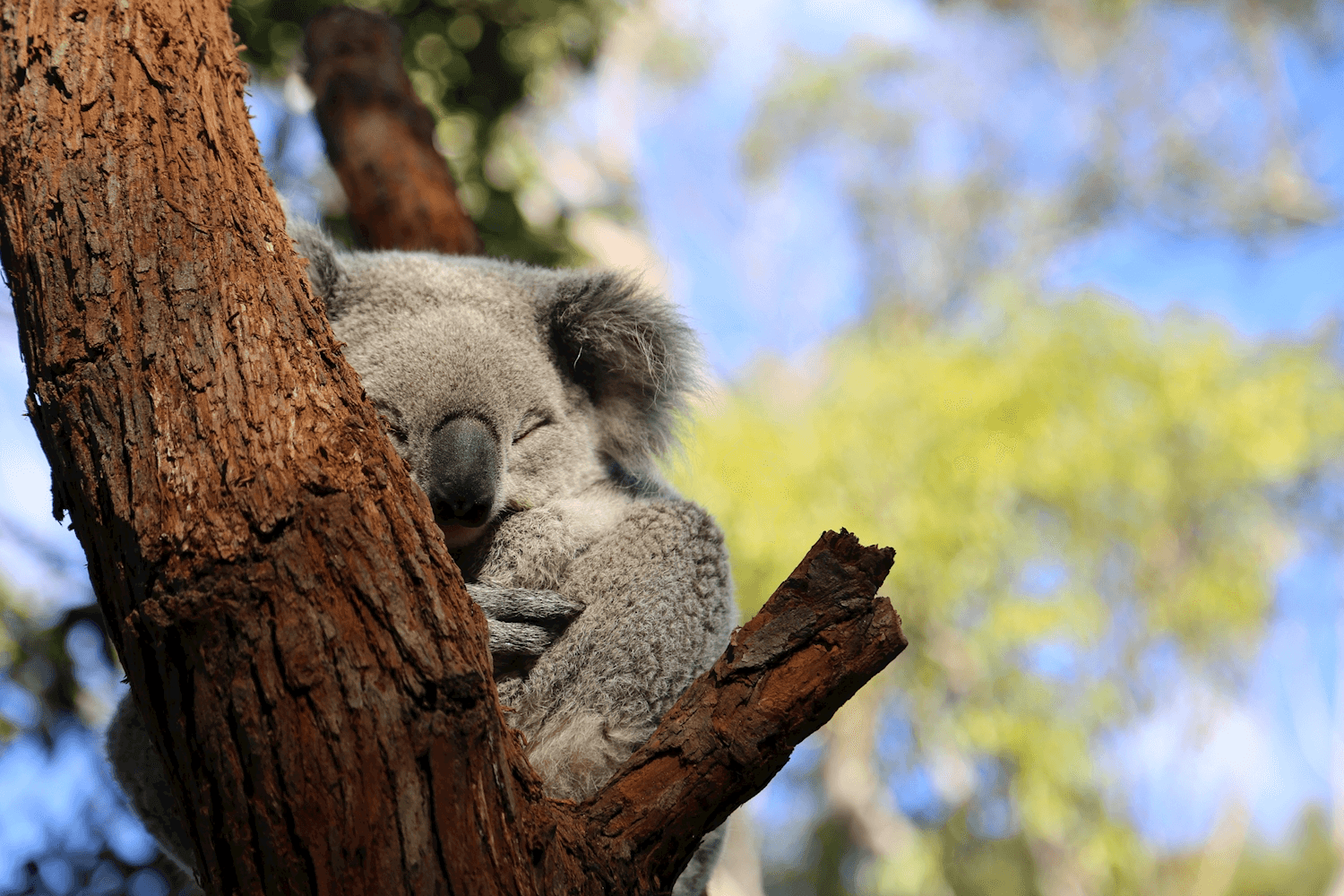 Koala Sydney-Brisbane Adventure Tour