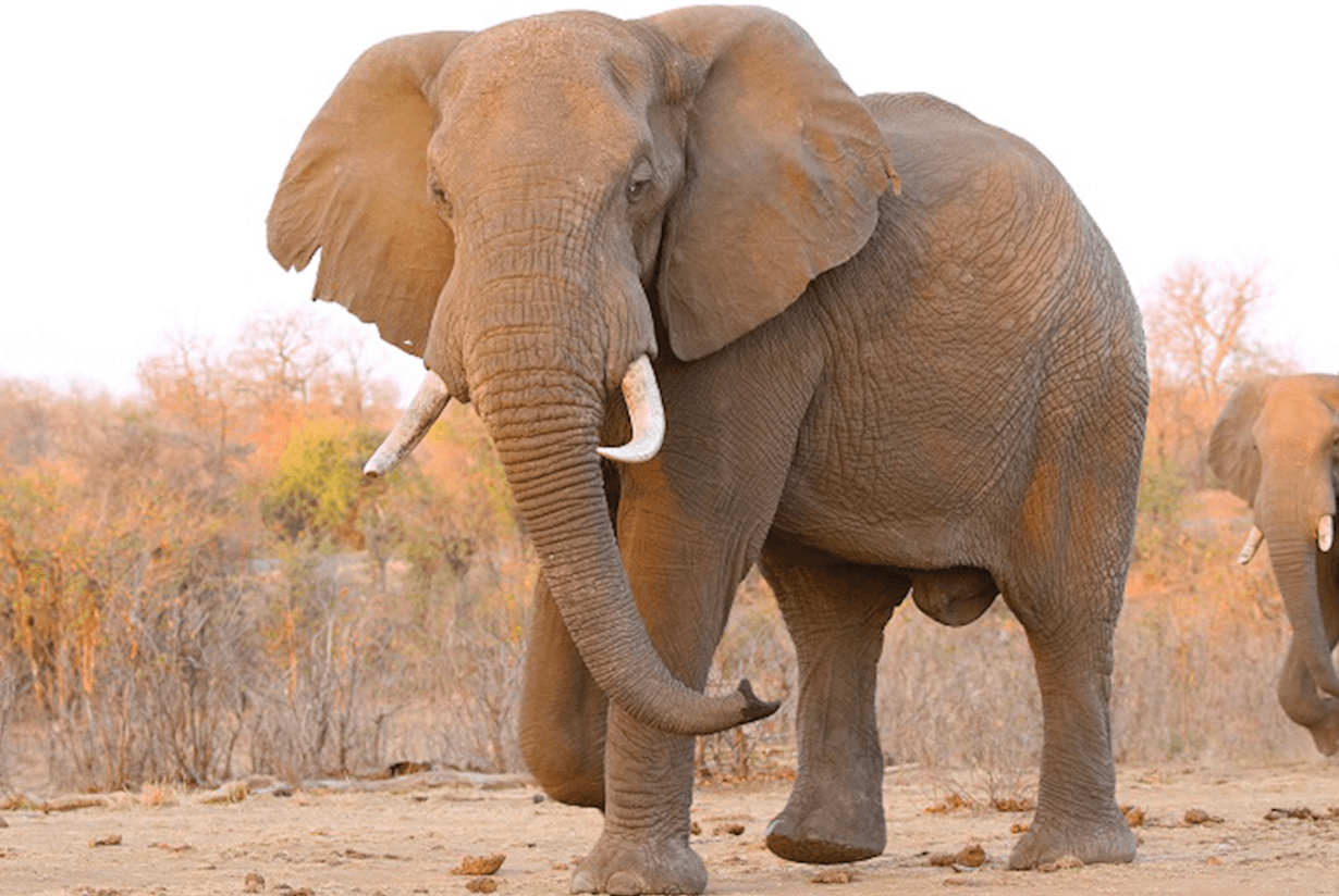 South Africa Adventure image