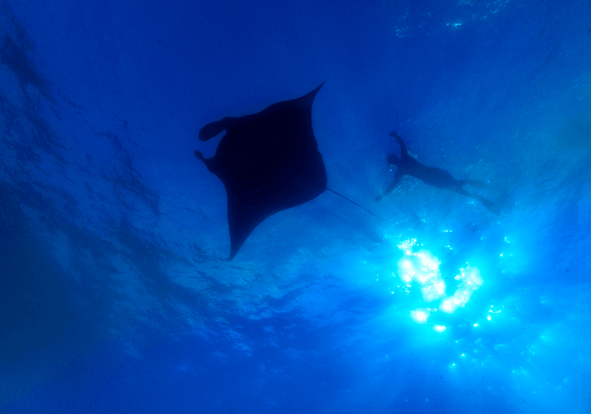 Tropical Tempter Package image